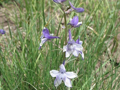 Delphinium nuttallianum