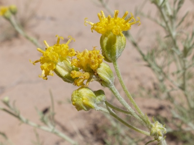 Hymenopappus filifolius