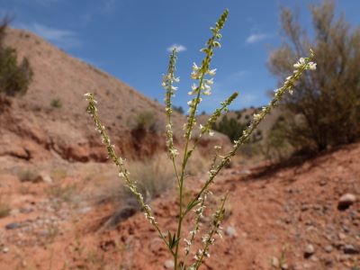 Melilotus albus