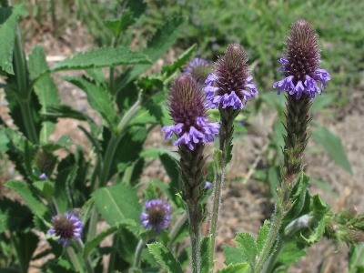 Verbena macdougalii