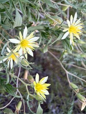 Mentzelia multiflora