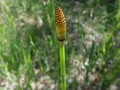 Equisetum laevigatum