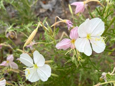 Oenothera albicaulis