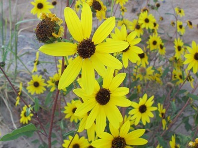 Helianthus petiolaris