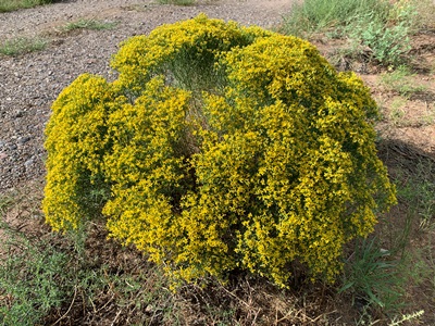 Gutierrezia sarothrae