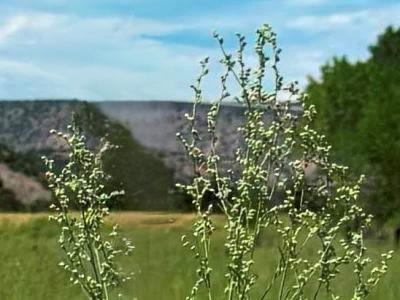 Chenopodium pratericola