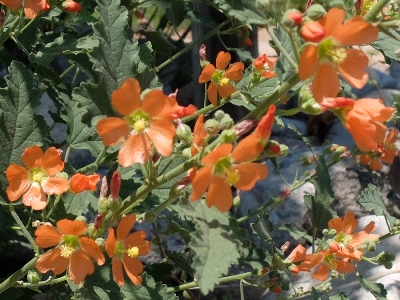 Sphaeralcea fendleri