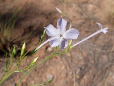 Ipomopsis longiflora