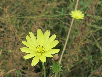 Crepis runcinate ssp. barberi