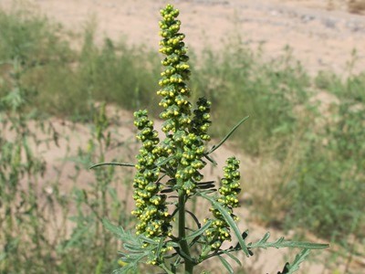 Ambrosia artemisiifolia