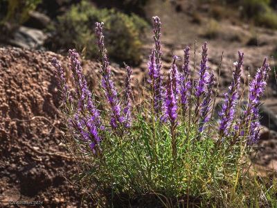 Liatris punctata