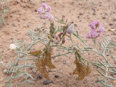 Astragalus ceramicus
