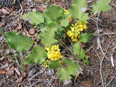 Berberis (Mahonia) repens 