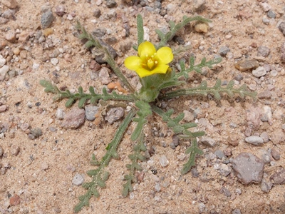 Mentzelia albicaulis 