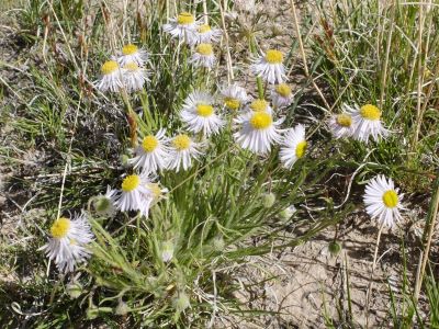 Erigeron concinnus 