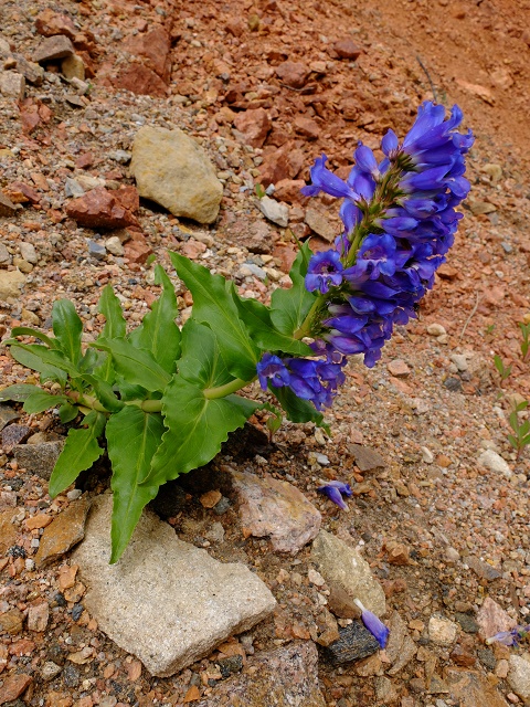 Penstemon