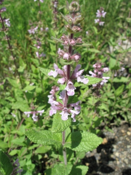 Hairy Hedgenettle : Stachys pilosa