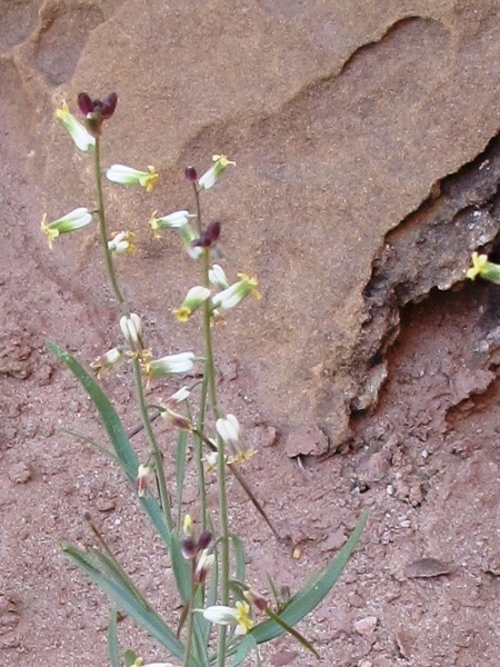 Twistflowers : Streptanthus