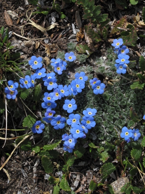 Alpine Forget-me-not : Eritrichium nanum