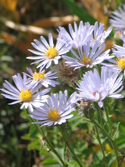 Aster