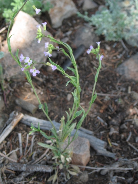 Rose Rock Cress (Arabis blepharophylla) in Lancaster York