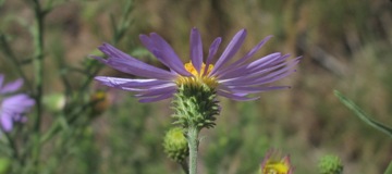 Hoary Aster