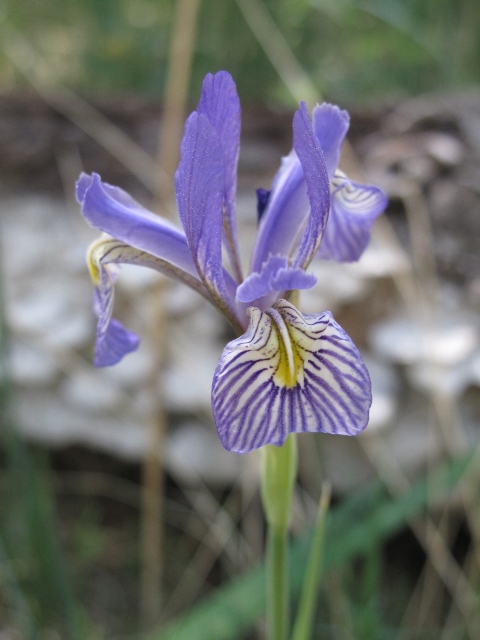 50 Missouri Iris Missouriensis Rocky Montagnes Bleu Violet Jaune 