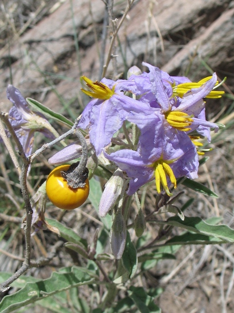 Silverleaf Nightshade Solanum Elaeagnifolium