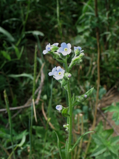 True forget-me-not : Myosotis scorpioides - Boraginaceae (Borage)