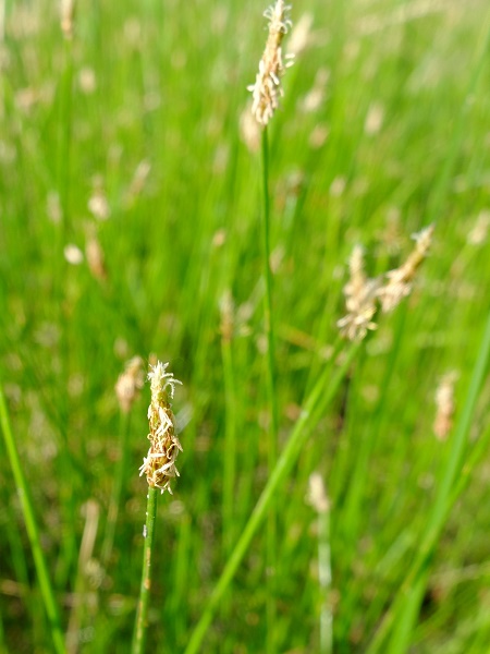 Common Spikerush : Eleocharis Palustris