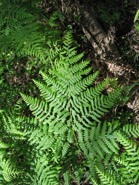 Bracken Fern : Pteridium aquilinum