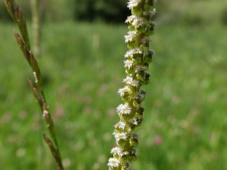 Arrowgrass : Triglochin spp.