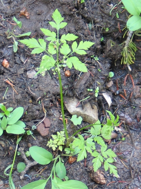 Sweet Cicely : Osmorhiza occidentalis