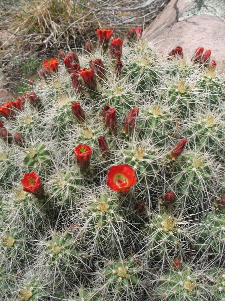 Claret Cup Cactus : Echinocereus triglochidiatus