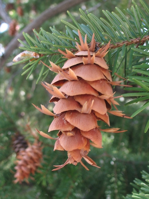 Douglas Fir : Pseudotsuga menziesii