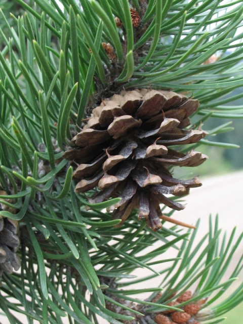 Lodgepole Pine : Pinus contorta