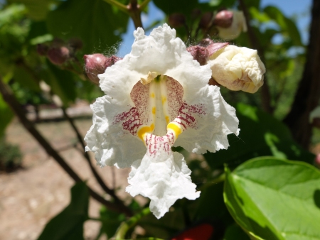 Catalpa speciosa