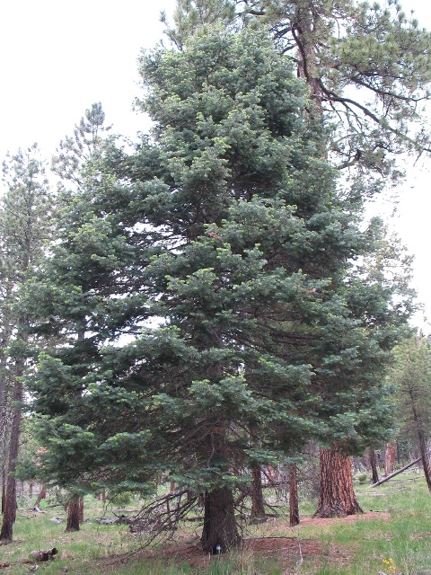 White Fir : Abies concolor