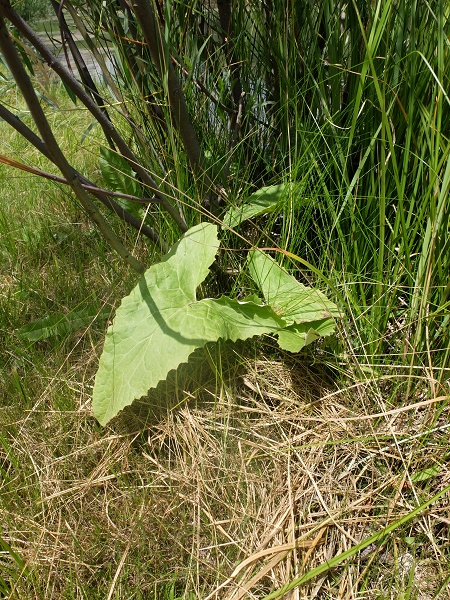 Arrowleaf Sweet Coltsfoot