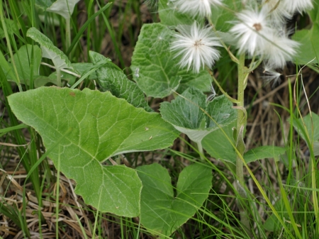 Arrowleaf Sweet Coltsfoot