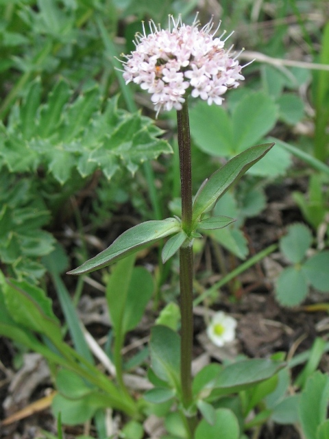 Valerians : Valeriana