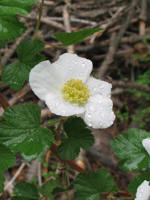 Boulder Raspberry : Rubus deliciocus