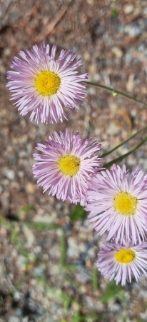 Erigeron philadelphicus