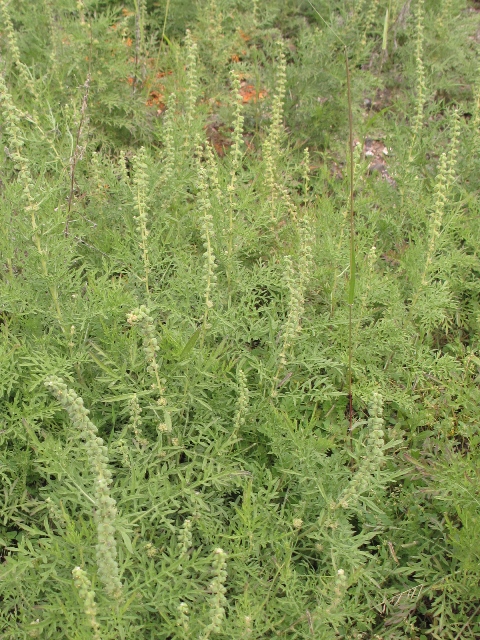 Ragweeds Ambrosia Spp