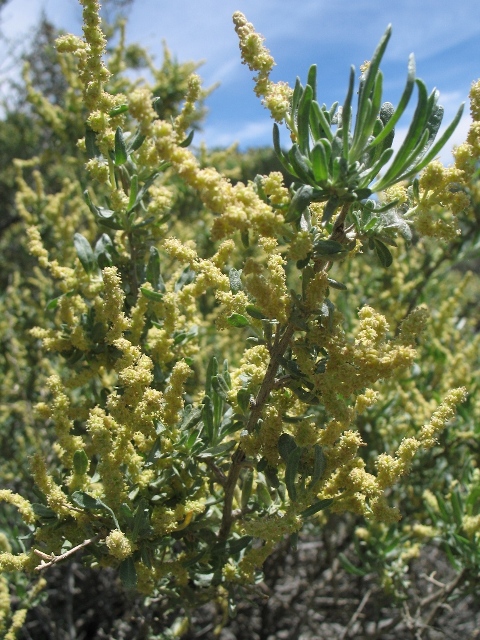 Fourwing Saltbush : Atriplex canescens