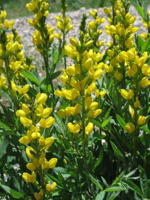 Golden Banner : Thermopsis divaricarpa