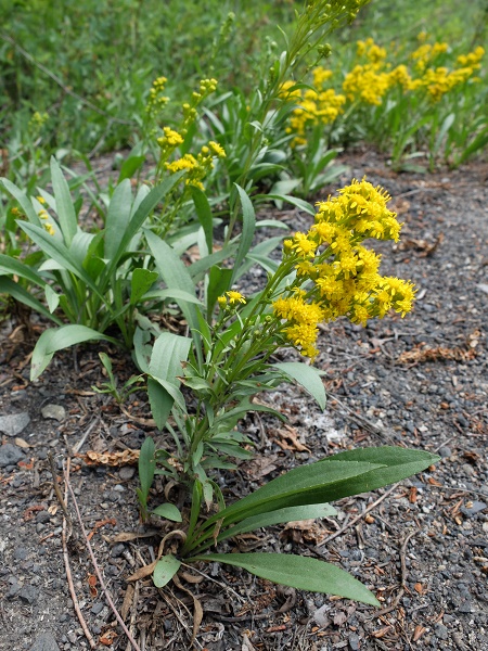 Goldenrod : Solidago