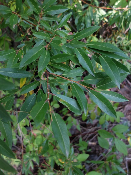 diamond leaf willow tree