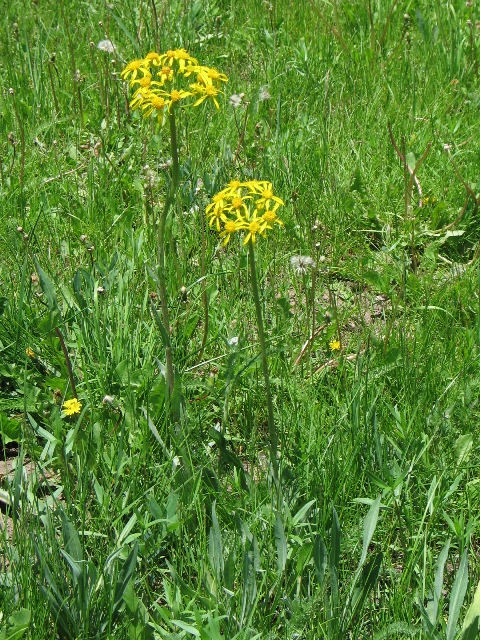 Ragworts : Senecio