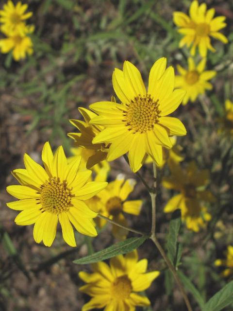 Showy Goldeneye : Heliomeris multiflora